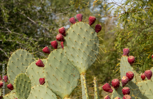 prickly pear cactus in desert