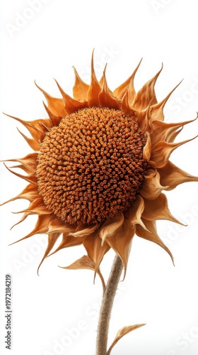 Bright yellow sunflower blossom with green leaves and petals isolated on a white background for nature and summer floral beauty