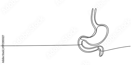 Human stomach digestive system one line drawing medical anatomy concept