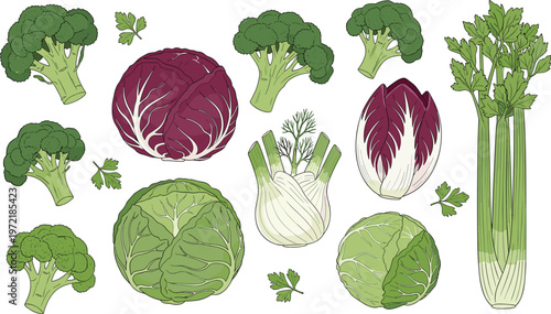 Fresh Vegetable Icon Set Featuring Broccoli, Cabbage, Fennel, Radicchio, and Celery for Healthy Food, Organic Farming, and Nutrition Design Elements