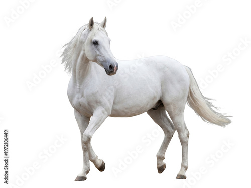 Foto Majestic white Arabian horse with a flowing mane gracefully walking