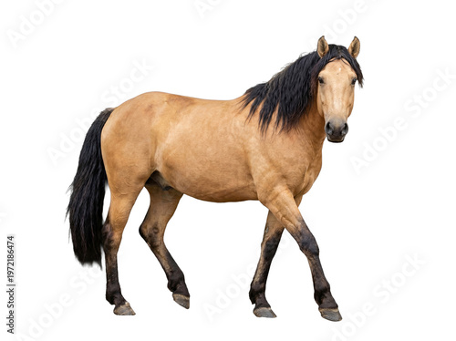Bilde på lerret Stunning dun horse with a dark flowing mane and tail, standing elegantly and looking forward, isolated