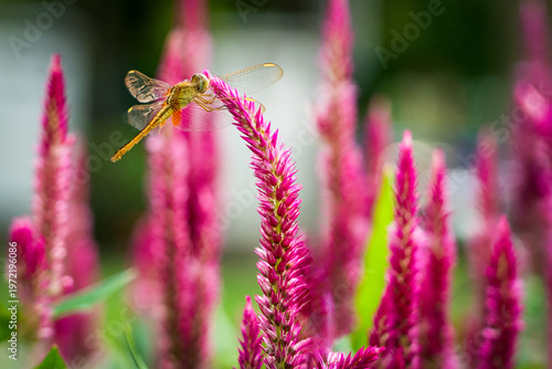 Dragonfly perched on the tip of a cockscomb flower.
