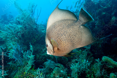 Bilde på lerret Honduras, Utila, Grey Angelfish (Pomacanthus arcuatus)