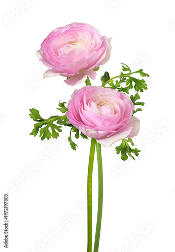 Two pink ranunculus flowers...