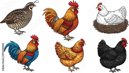 Farm Poultry Collection Featuring Roosters, Hens, and Nesting Chicken for Agriculture and Rural Life Illustrations