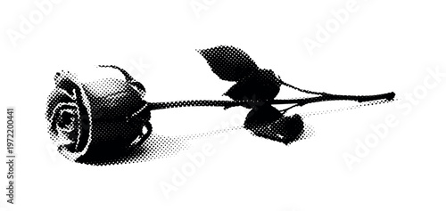 A fallen rose silhouette lying diagonally, slightly wilted form with curved stem, angled composition suggesting decay, black and white halftone illustration,