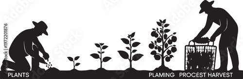 Planting and harvesting process with silhouetted workers in a garden
