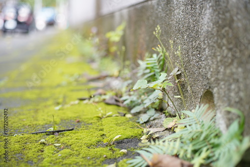 Photos Moss and weeds growing on urban concrete sidewalk