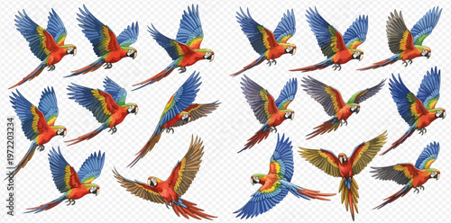 Set of colorful flying macaws in various poses, isolated on transparent background.