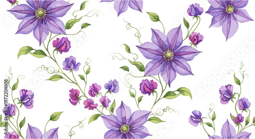 Delicate purple clematis blossoms and sweet pea flowers climbing pattern on clean white background.
