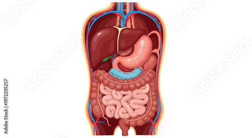 Detailed illustration of the human digestive system including stomach, intestines, and liver within torso outline