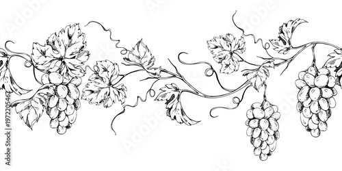 Elegant grapevine banner pattern with repeating tendrils, leaves on creepers and grape bunches. Seamless botanical ink vector illustration. Label borders, social media graphics, culinary branding.