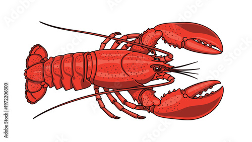 Detailed illustration of a large red lobster with its claws extended and feelers visible against a clean white background for seafood themes.