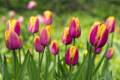 field of pink tulips