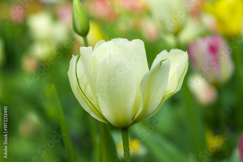 white tulip flower in the garden, close up