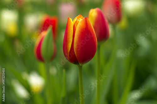 red tulips in the garden