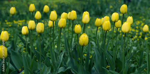 field of yellow tulips, banner