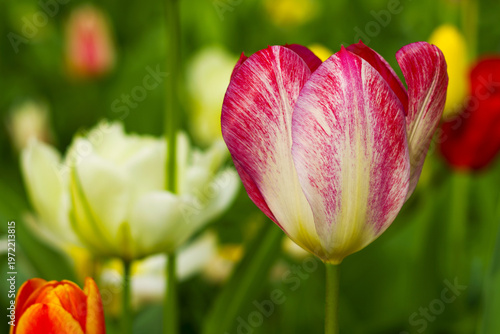 red tulips in the garden