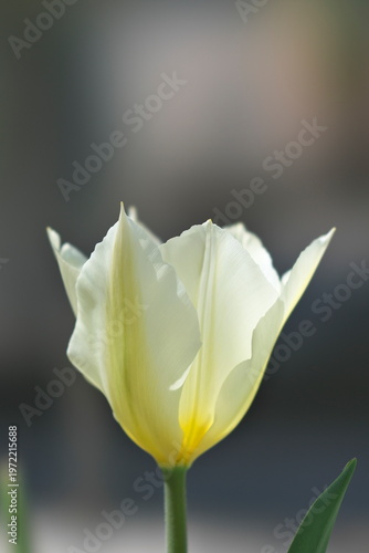 Tokyo, Japan - April 3, 2026: Closeup of colorful tulip flowers
