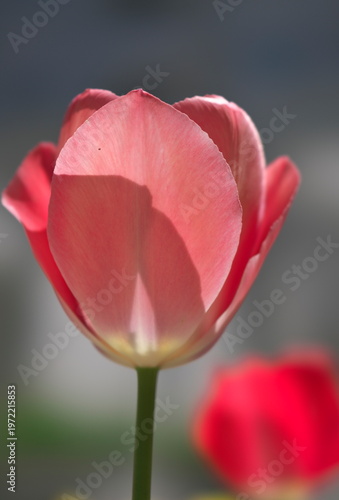 Tokyo, Japan - April 3, 2026: Closeup of colorful tulip flowers
