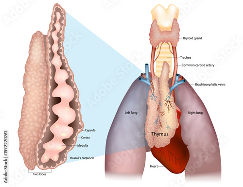 Thymus Anatomy and Histological Structure Medical Illustration with Lungs and Heart. Thymus Gland Structure with Cortex Medulla and Hassall Corpuscles