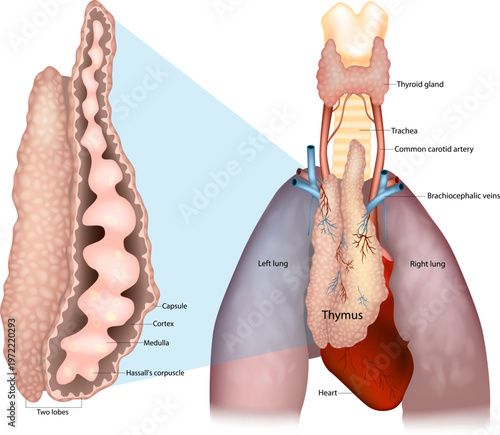 Thymus Anatomy and Histological Structure Medical Illustration with Lungs and Heart. Thymus Gland Structure with Cortex Medulla and Hassall Corpuscles