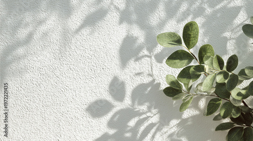 Green eucalyptus leaves and soft shadows on textured white wall