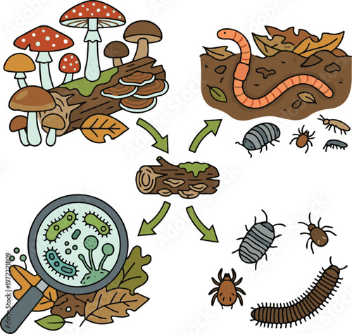 Cartoon vector illustration of the forest decomposition cycle, showing mushrooms, fallen logs, leaves, worms, insects,