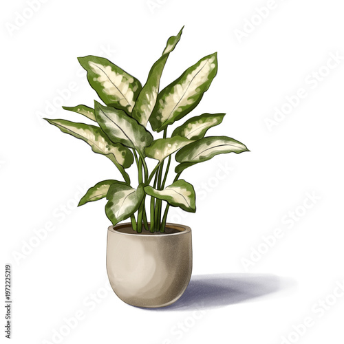 Houseplant with green leaves in a simple pot placed on a white background