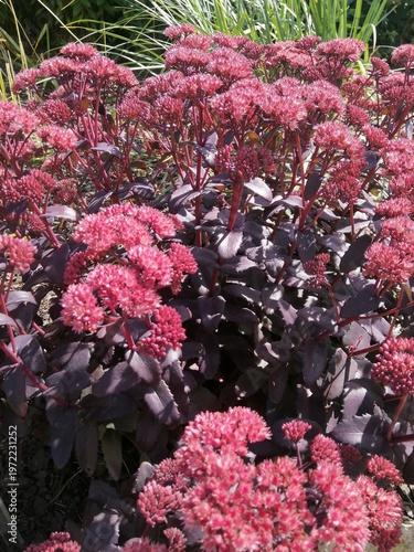 maroon blooming Hylotelephium spectabile or Sedum Purple Emperor in summer garden.purple stonecrop sedum perennial plant,natural wallpaper,flower background,Natural close up photo