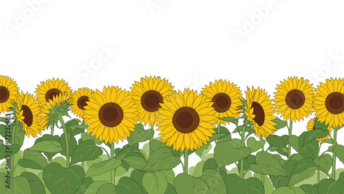Bright yellow sunflower field with green leaves forming a horizontal border at the bottom, creating a warm and sunny floral background for summer.
