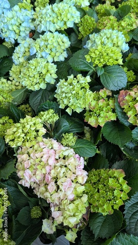 Hydrangea flowers blossom top view, blooming hydrangea cluster close-up