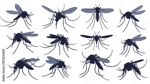 Comprehensive set of various mosquito silhouettes in different flight and resting positions for biological or health related information posters.