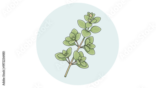 Fresh green oregano herb branch with small leaves isolated on a light blue circle background for culinary or botanical theme design projects.