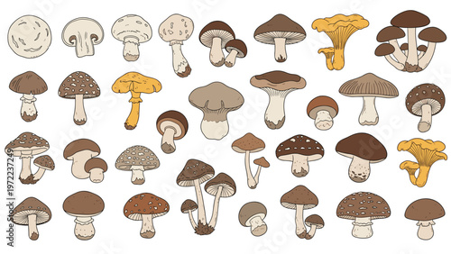 Large variety of different mushrooms including edible and wild species in various shapes colors and sizes.
