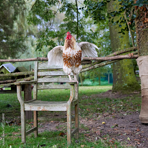 Obraz na plátne A majestic rooster with spread wings poses on an old wooden bench in a whimsical outdoor setting