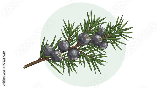 Green juniper branch with small needle-like leaves and dark blue berries shown in a detailed botanical illustration style for nature projects.
