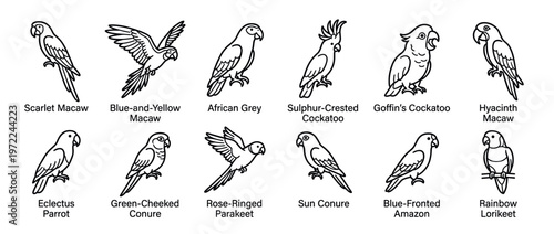 Parrot species illustrations featuring a diverse collection of line art drawings depicting various types of colorful birds including macaws, cockatoos, and parakeets.