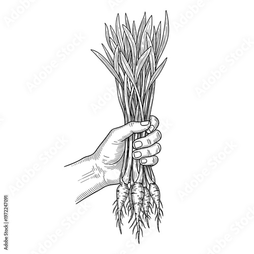 Vintage botanical engraving of hand holding freshly harvested chicory roots, agriculture and natural caffeine free coffee alternative concept