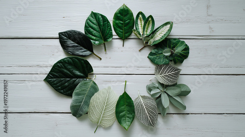 白木の上に円形に並べた多様な緑の葉のフラットレイ