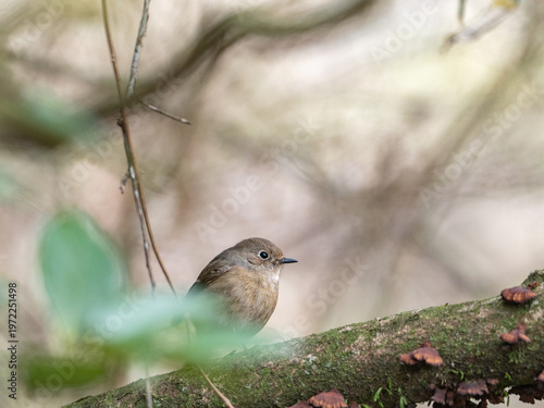 冬のジョウビタキ
