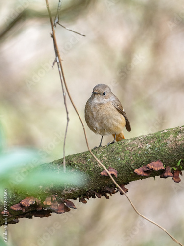 冬のジョウビタキ