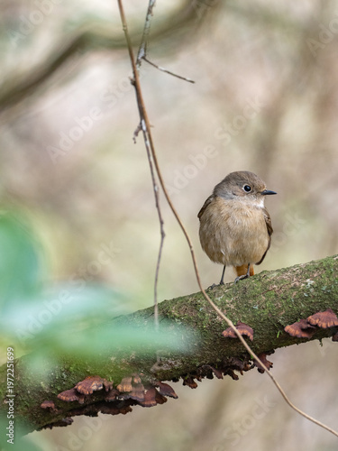 冬のジョウビタキ