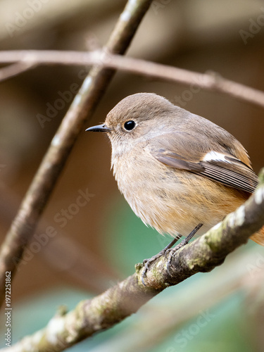 冬のジョウビタキ