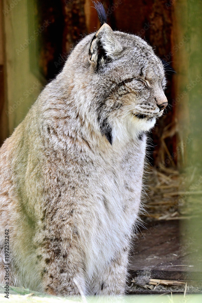 Obraz premium Canada lynx portrait with thick winter fur sitting in a natural forest habitat Wildlife Animals in Zoo enjyoing sunbath relaxation peaceful close up portraits soft background bokeh
