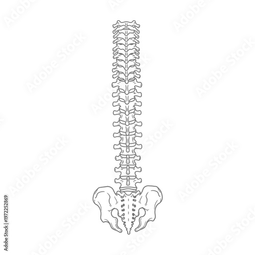 Medical illustration of the human spine, showing vertebrae and pelvis in a detailed outline.