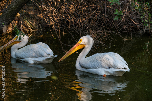 Pelicans living in captivity in Mexico - El Reino Animal