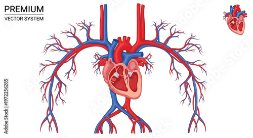 Detailed anatomical illustration of the human circulatory system with the heart and major arteries and veins