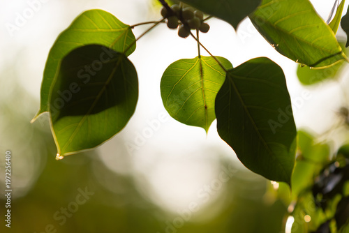 green leaves on blue sky background